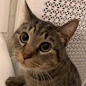 bubu