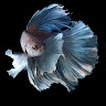 scavenger